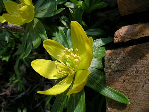 eranthis hyemalis